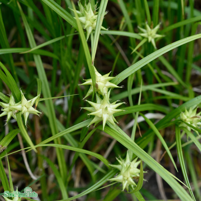 Carex grayi A-kval