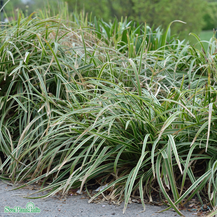 Carex morrowii 'Ice Dance' A-kval C3
