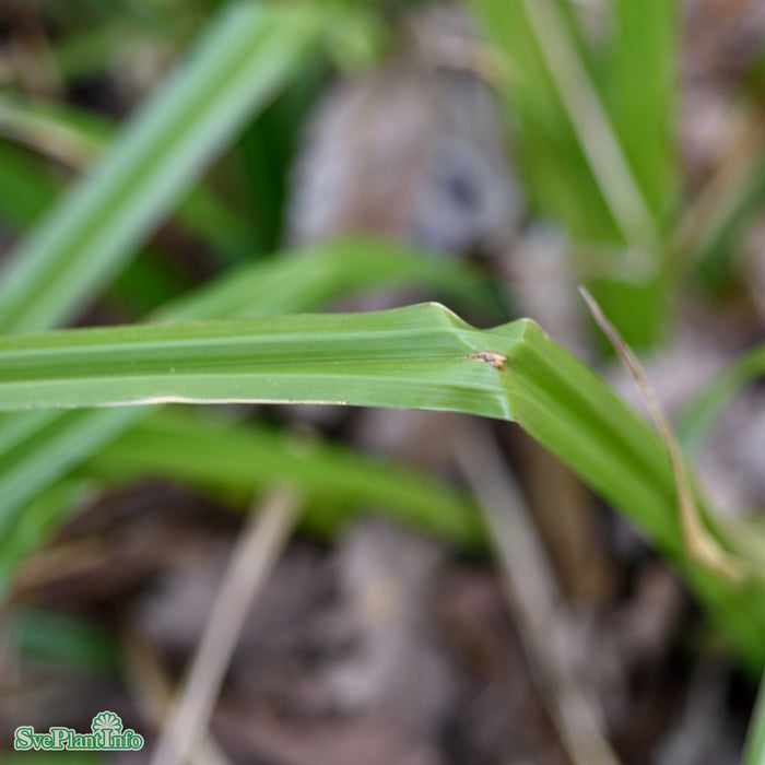 Carex pendula A-kval