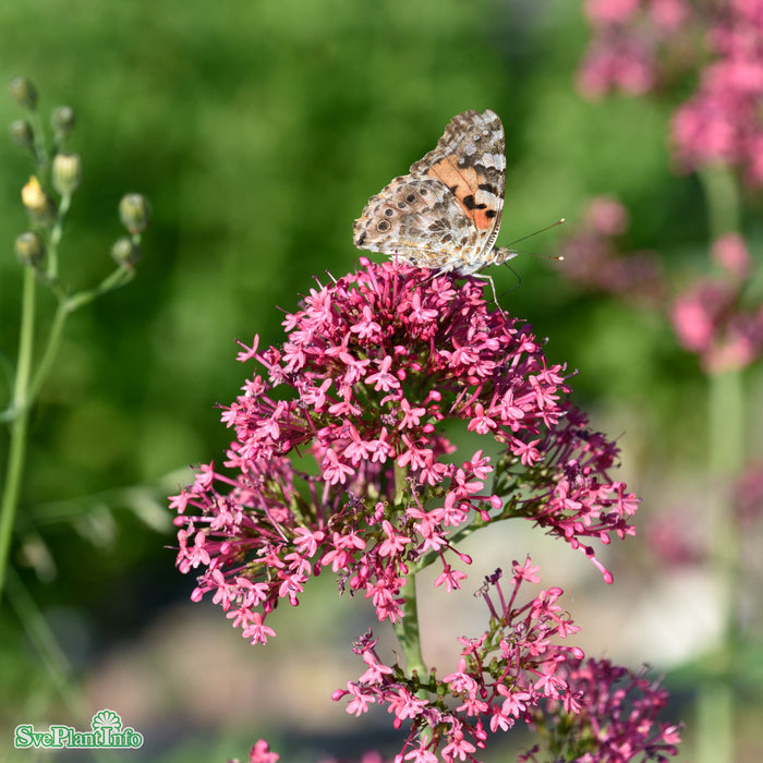 Centranthus ruber A-kval