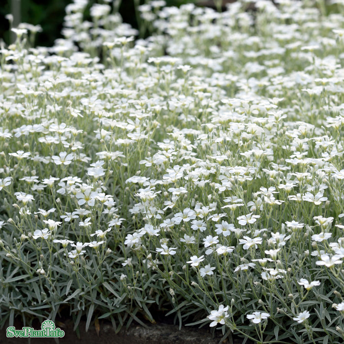 Cerastium tomentosum A-kval