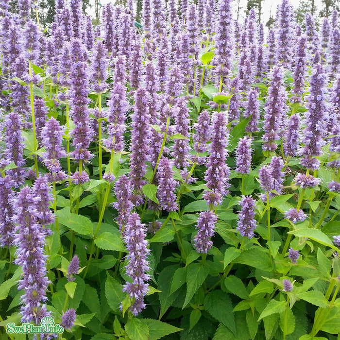 Agastache 'Blue Fortune' A-kval