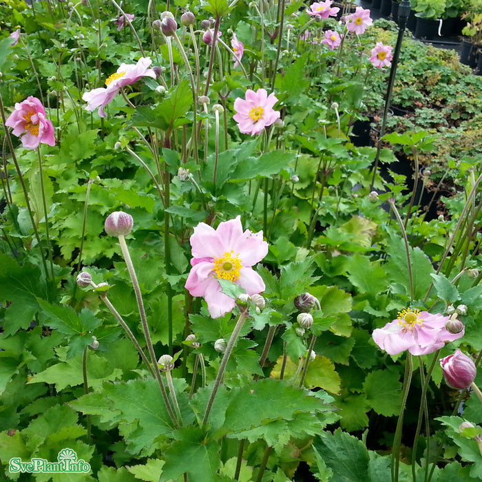 Anemone hybrida 'Königin Charlotte' A-kval