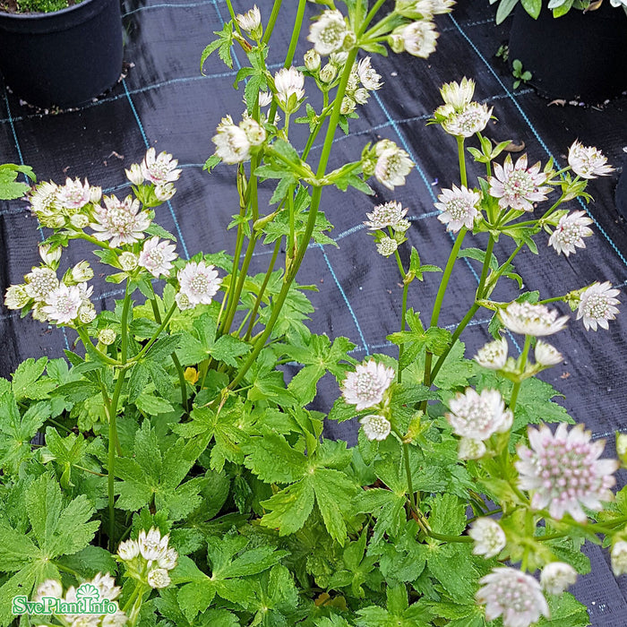 Astrantia major 'Star Of Billion' C 3
