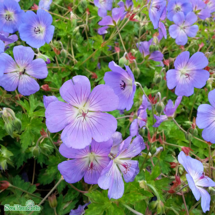 Geranium 'Rozanne' A-kval C3
