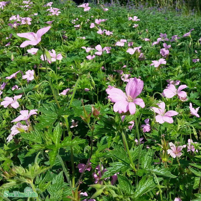 Geranium endressii A-kval