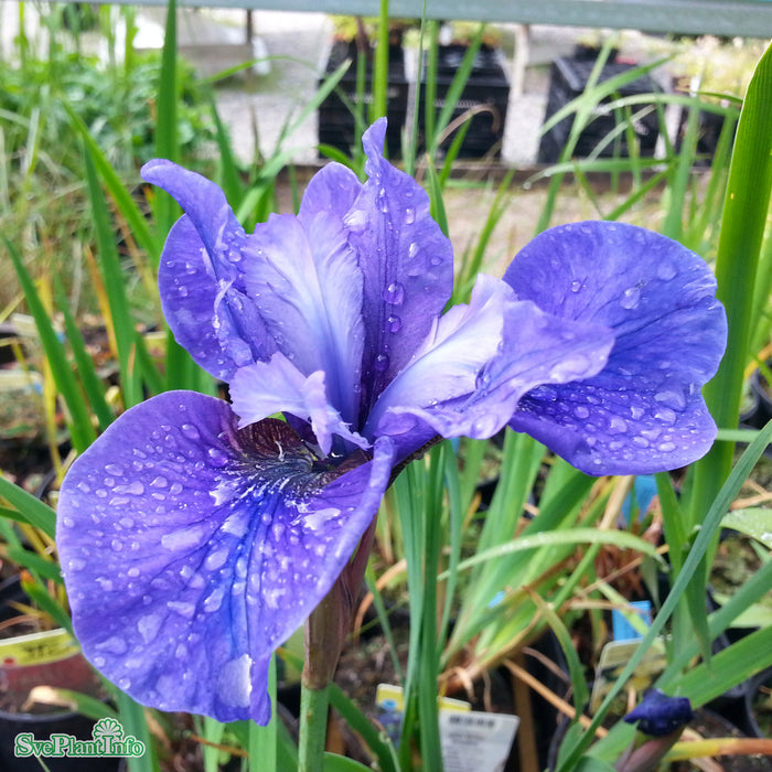 Iris sibirica 'Blue Moon' A-kval