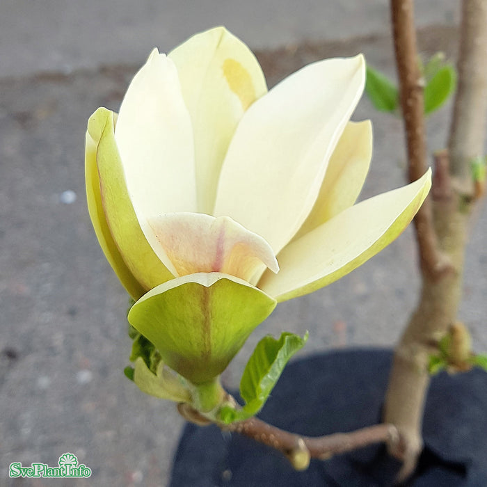 Magnolia 'Sunsation' C18 125-150cm