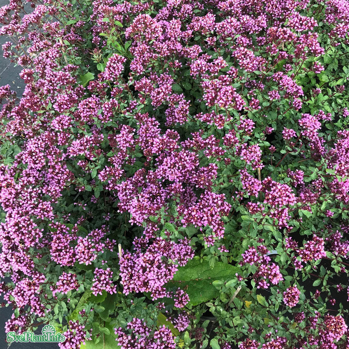 Origanum (Laevigatum-Gruppen) 'Herrenhausen' A-kval