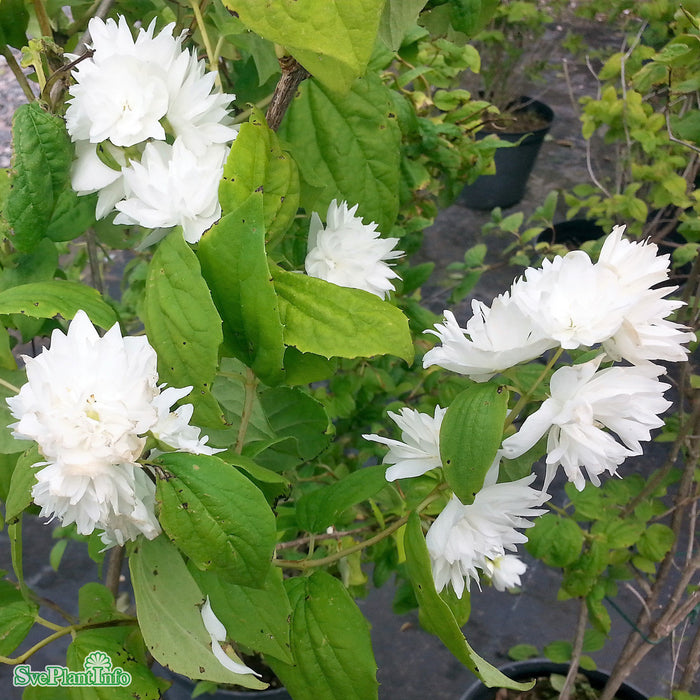 Philadelphus  virg. 'Minnesota Snowflake' Solitär C20 175-200cm