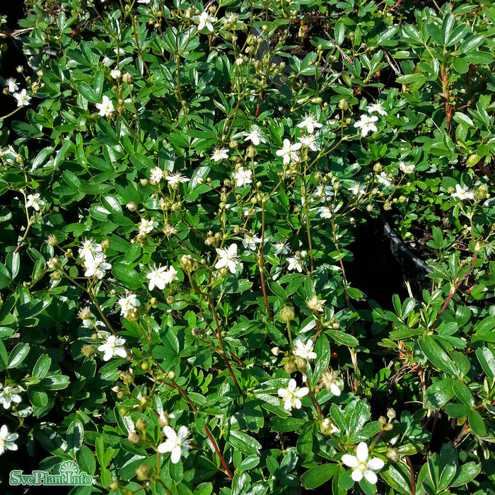 Potentilla tridentata 'Nuuk' A-kval