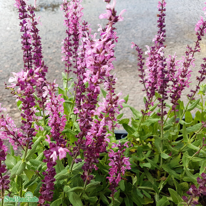 Salvia nemorosa 'Sensation Deep Rose' A-kval