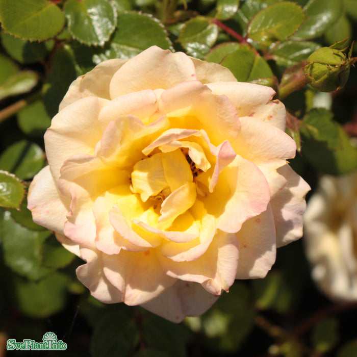 Rosa 'Yellow Fairy' A kval C4
