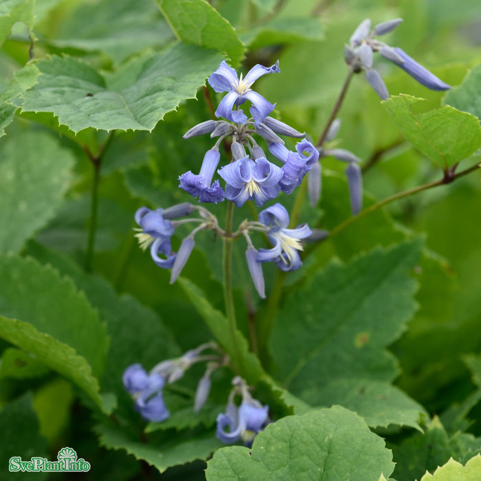 Clematis heracleifolia 'New Love' A-kval