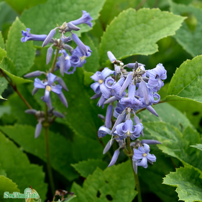 Clematis heracleifolia 'New Love' A-kval