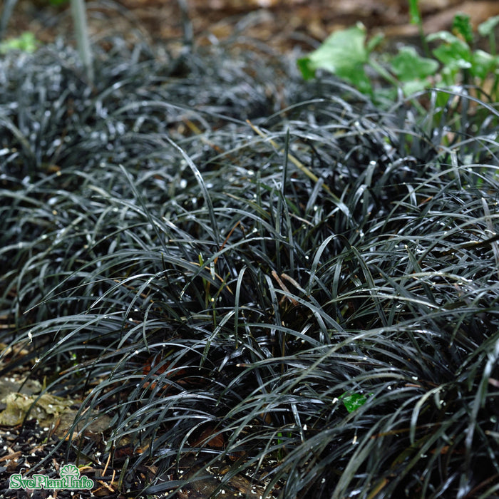 Ophiopogon planiscapus 'Nigrescens' A-kval