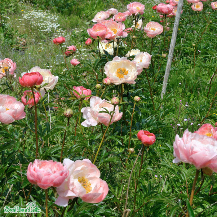 Paeonia lactiflora 'Coral Charm' A-kval C2