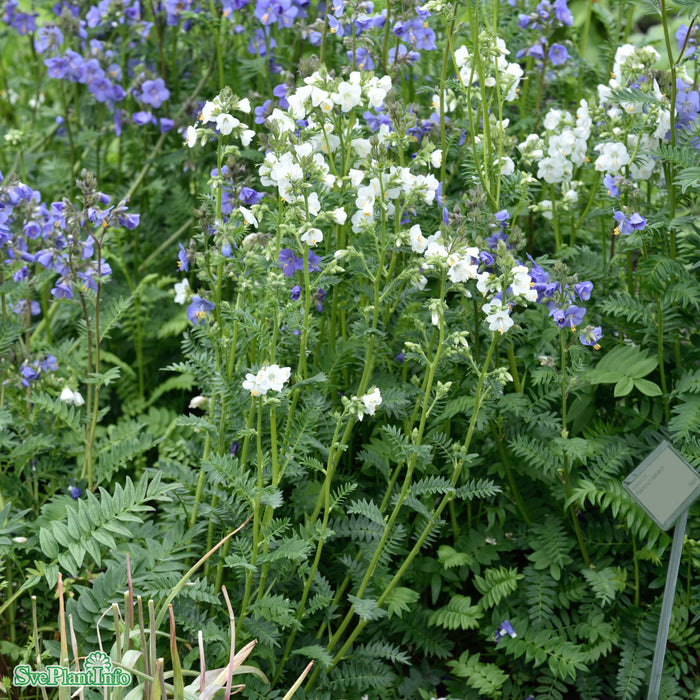 Polemonium caeruleum 'Album' A-kval
