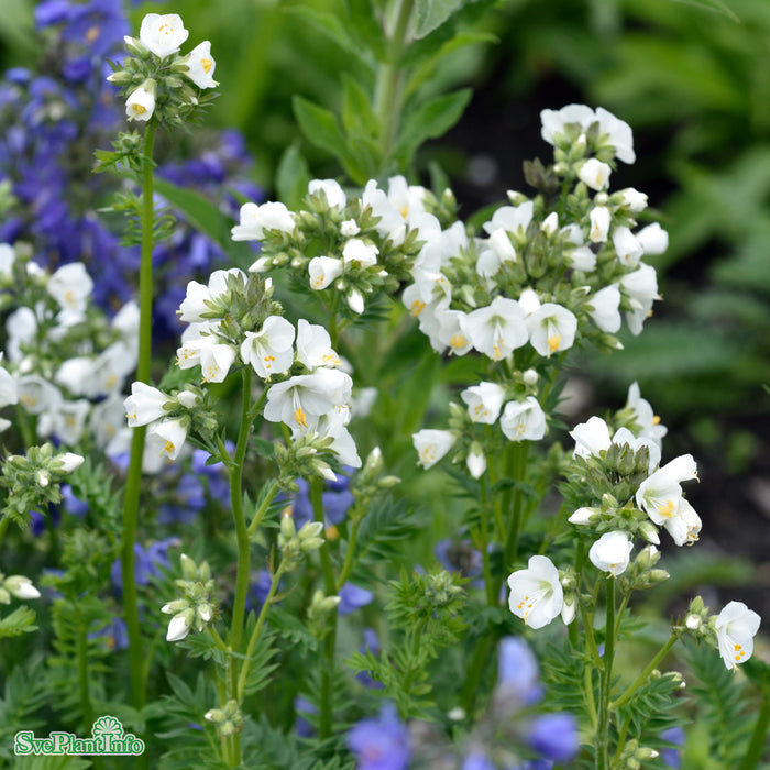 Polemonium caeruleum 'Album' A-kval
