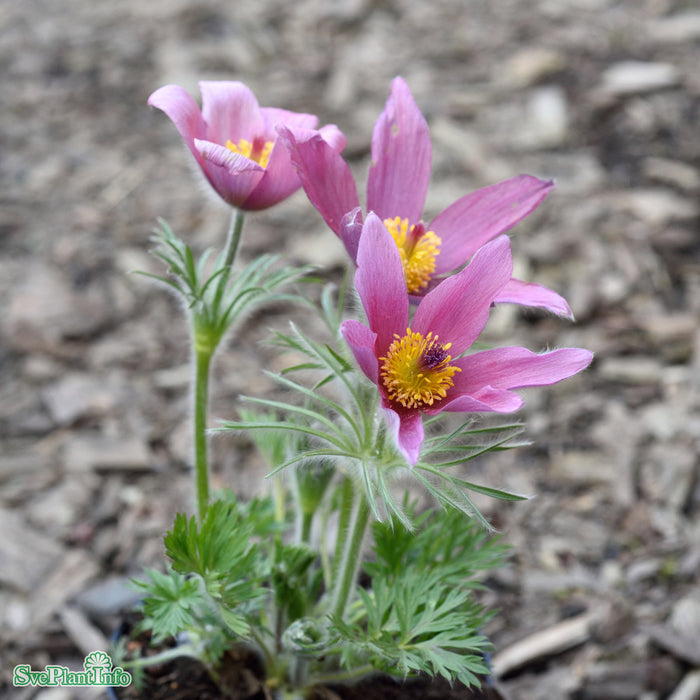 Pulsatilla vulgaris 'Röde Klokke' A-kval