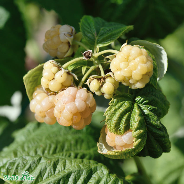 Rubus (Hallon) 'Golden Everest' A-kval C2