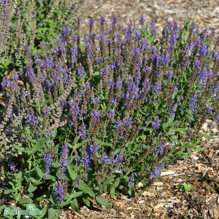 Salvia sylvestris 'Blauhügel' A-kval