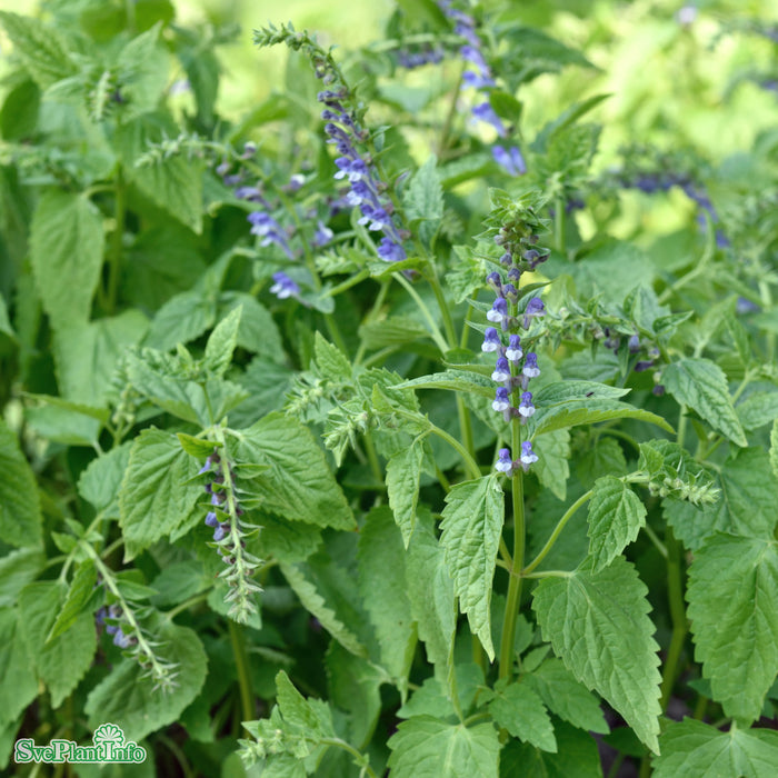 Scutellaria incana A-kval