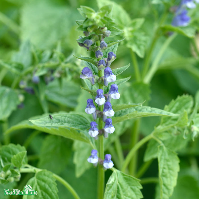 Scutellaria incana A-kval
