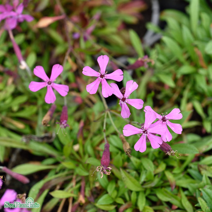 Silene schafta A-kval