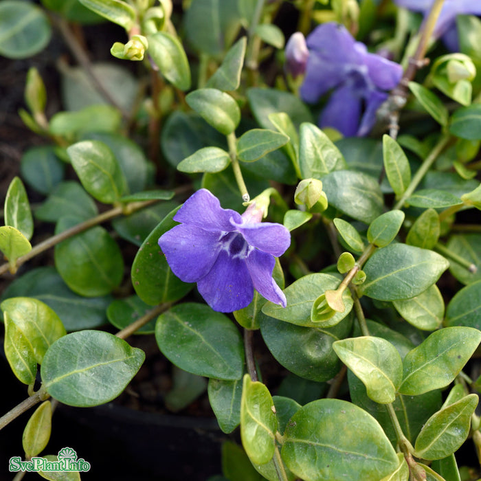 Vinca minor 'Marie' A-kval