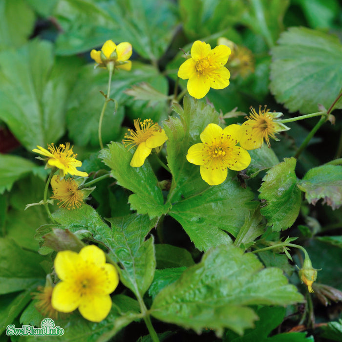 Waldsteinia ternata A-kval