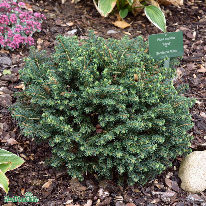 Picea 'Karel' 25-30cm C3,7