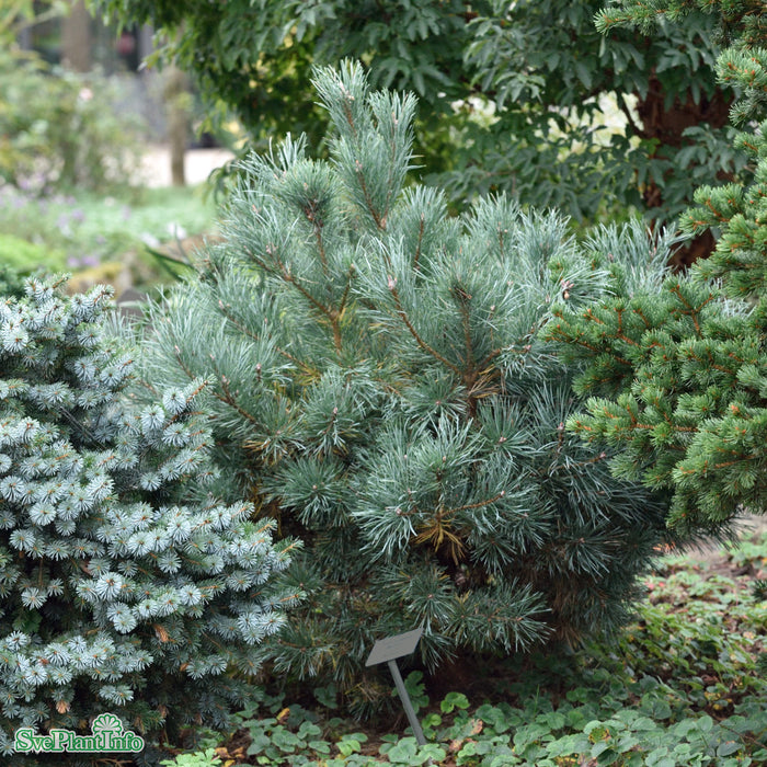 Pinus sylvestris 'Watereri' Paraplyform Kl B125-150cm H150-175cm