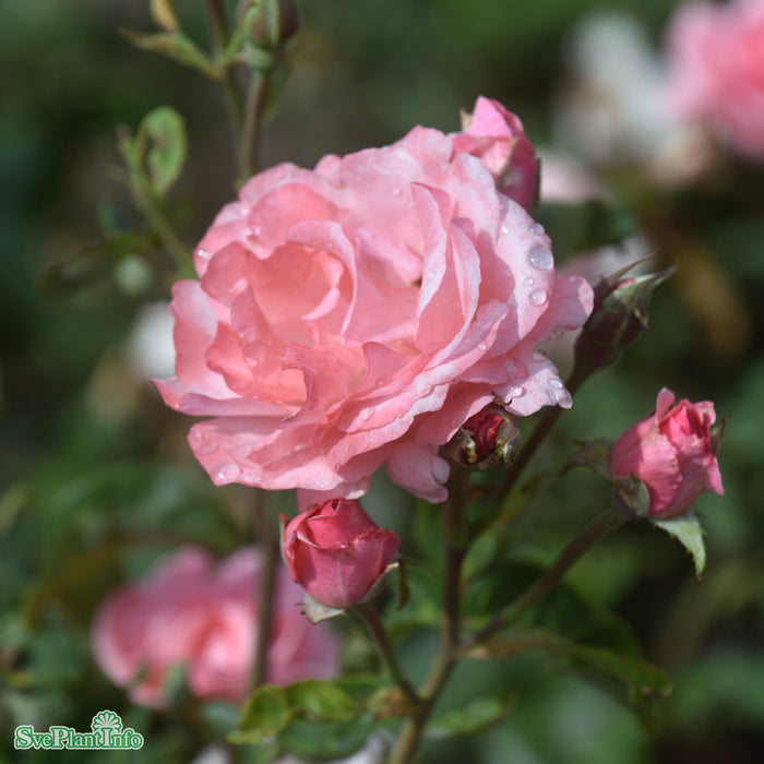 Rosa 'Queen Elisabeth' A kval C4