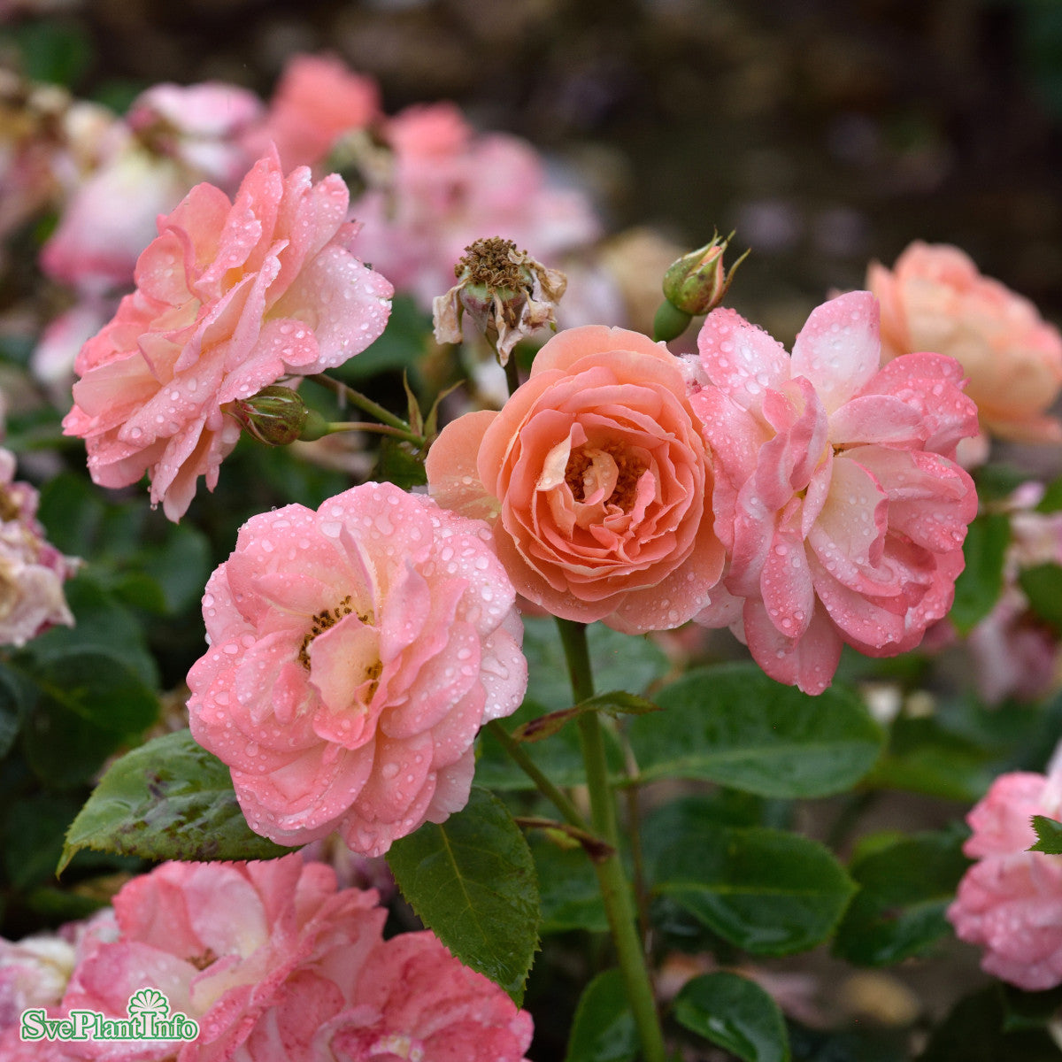Rosa ‚Bonita Renaissance’®, Strauchrose ‚Bonita Renaissance’® – AQAN