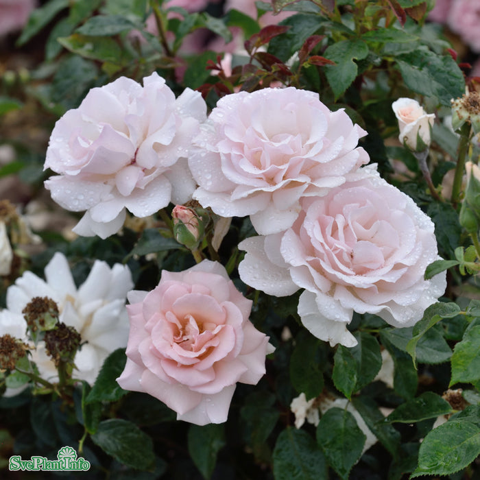 Rosa 'A Whiter Shade Of Pale' A kval C4