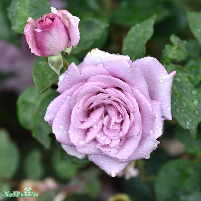 Rosa 'Blue Moon' A kval C4