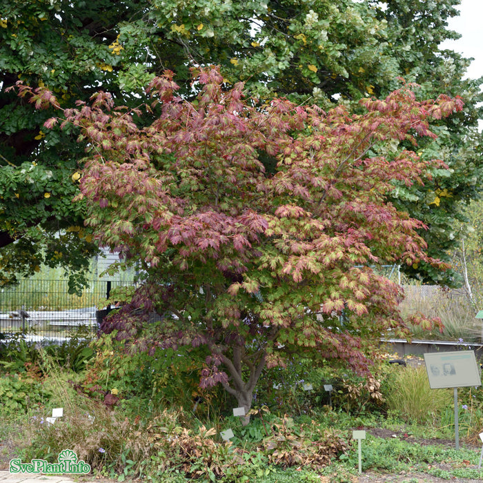 Acer japonicum 'Aconitifolium' Busk C7,5 60-80cm