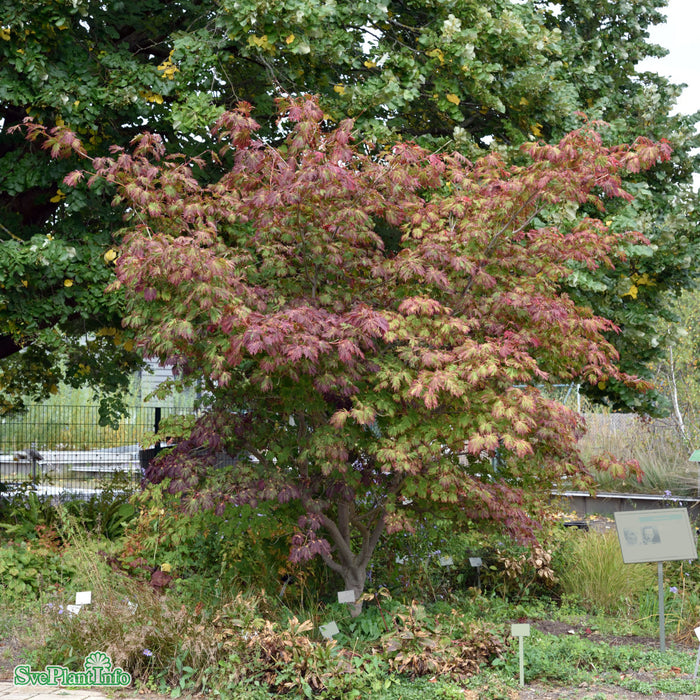 Acer japonicum 'Aconitifolium' Solitär C20 100-120cm