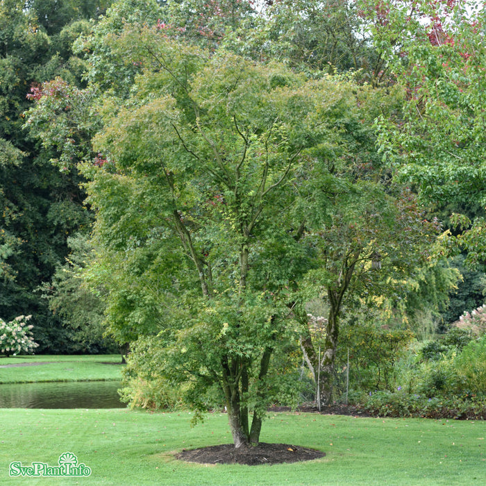 Acer palmatum Solitär C12 125-150cm