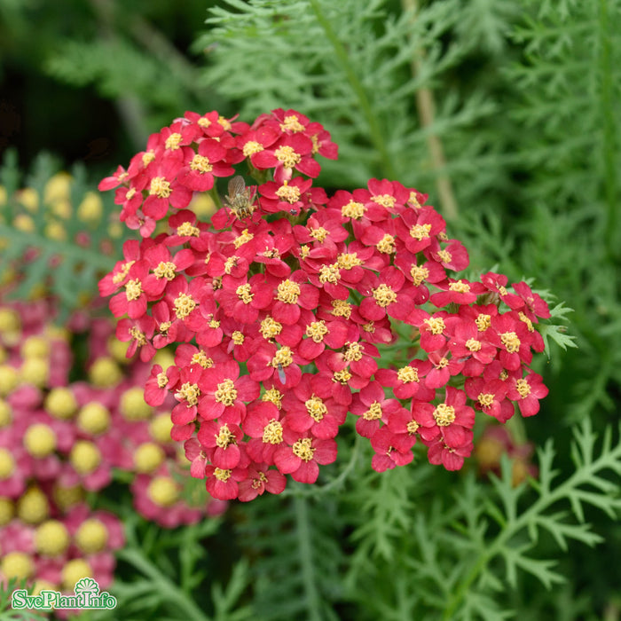 Achillea millefolium 'Paprika' A-kval