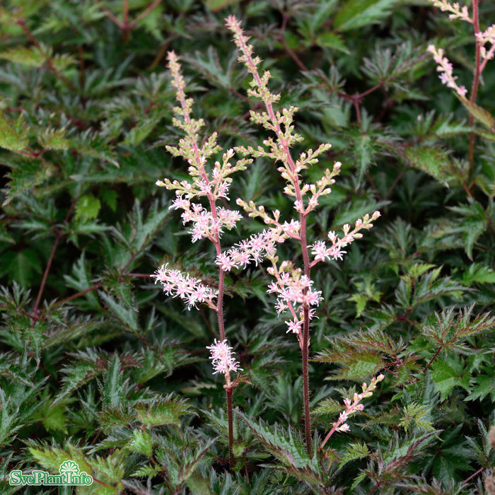 Astilbe simplicifolia 'Sprite' A-kval