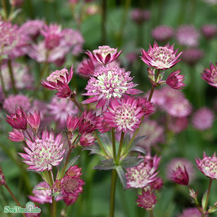 Astrantia major 'Star Of Love' A-kval