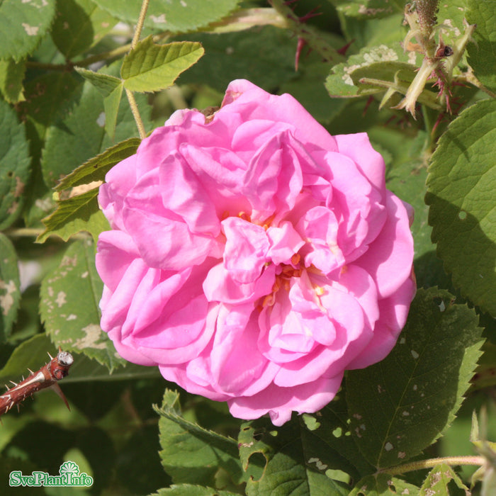 Rosa 'Quatre Saisons' A kval C4