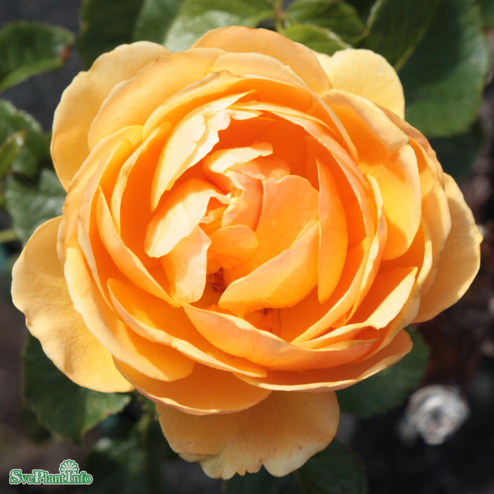 Rosa 'Amber Queen' A kval C4
