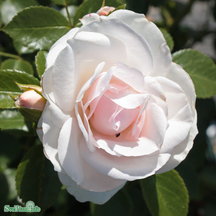 Rosa 'Aspirin Rose' A kval C4