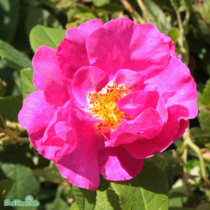 Rosa 'Officinalis' A kval C4