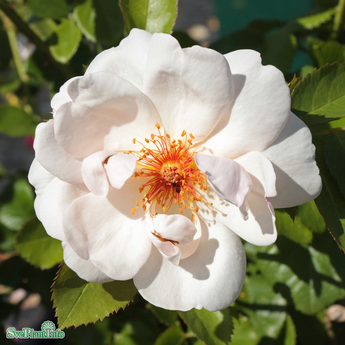 Rosa 'Jacqueline Du Pré' A kval C4