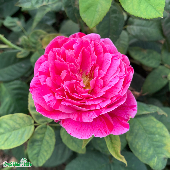 Rosa 'Ferdinand Pichard' A kval C4