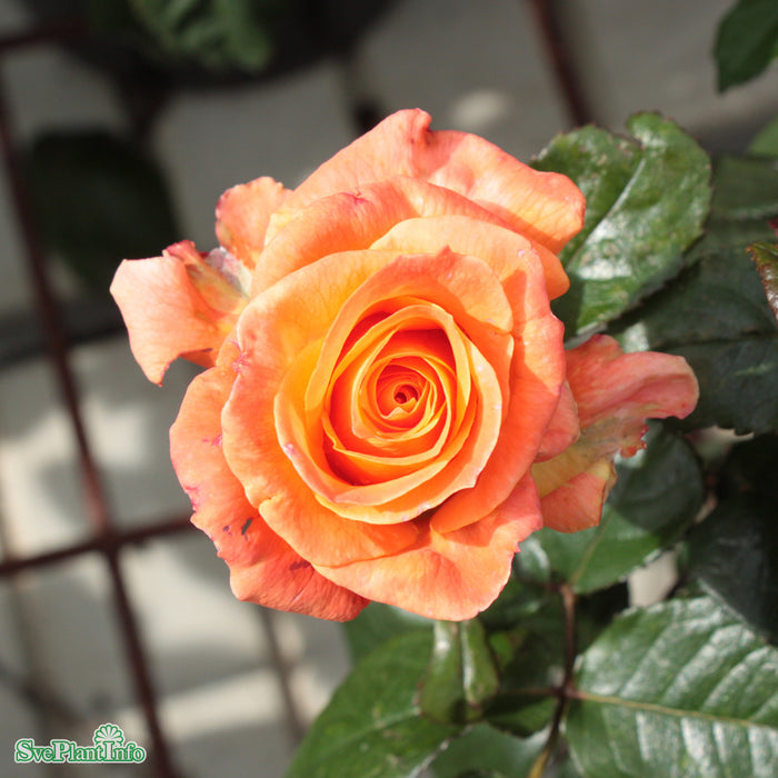 Rosa 'Dronning Ingrid' A kval C4